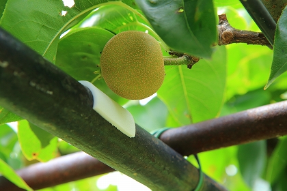 �T���v��